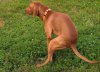tan-dog-pooping-on-grass-picture-id91813795.jpg